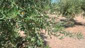Aspecto de un olivo, con la aceituna ya gruesa, en la comarca de la Sierra Sur de Jaén.