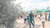 Turistas visitan una almazara hy practican el vareo de un olivo. / Diario JAÉN.