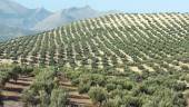 Panorámica de la extensión de los campos de olivares en la campiña jiennense.