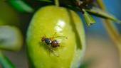 PLAGA EN LOS CULTIVOS. Una pequeña mosca del olivo se posa sobre una aceituna.