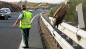 PROTECCIÓN. Un agente de la Guardia Civil custodia a un buitre leonado que se posó sobre la mediana de la autovía Granada-Motril en una foto de Archivo.