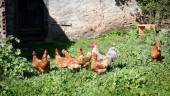 Imagen de archivo de varias gallinas y un gallo en un corral. / Carlos Castro / Europa Press.