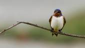 Ejemplar de avión común, una de las especies que llegan al CREA. / SEO / Birdlife.