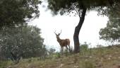 Un ciervo, en la Sierra de Andújar. / Agustín Muñoz / Diario JAÉN. 