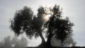 PAISAJE. Los rayos de sol se cuelan a través de las ramas de un olivo.