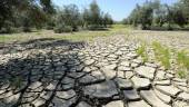 Finca de olivar con la tierra agrietada, como consecuencia de la abundante cantidad de lluvias caídas durante las pasadas semanas.