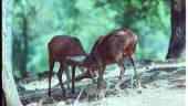 ANIMALES. Dos ejemplares de ciervo macho se enfrentan para conseguir el derecho a aparearse con un harem de hembras.