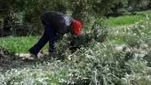 DE ARCHIVO. Un trabajador del campo recoge los restos de poda en una explotación de olivar de la provincia.