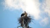 EN PAREJA. Las dos cigüeñas construyeron su nido en una torreta eléctrica fuera de la cárcel.