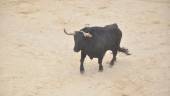 Imagen de un toro durante la celebración de las Fiestas de San Marcos en Beas de Segura. / F. Gaitán.