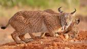 El Lince Ibérico es uno de los grandes beneficiados por este programa medioambiental. / WWF. 