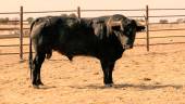 Toros de Victorino Martín que estarán presentes en la Feria de San Lucas el próximo 18 de octubre.