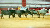 Los toros de Victorino Martín pisan el albero de la plaza de toros de La Alameda, en Jaén, tras el desencajonamiento.