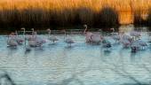 Flamencos en el Charco de la Boca de Doñana. / Eduardo Briones / Europa Press.