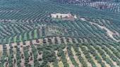 UN MAR DE OLIVOS. Fotografía de un paisaje de olivar en el término municipal de Bélmez de la Moraleda.