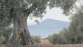 ÁRBOL. Un olivo, con la aceituna madura, en el campo jiennense.