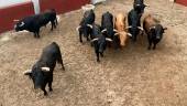 Los toros de Santiago Domecq, preparados en los corrales de la plaza de toros de Villanueva del Arzobispo.