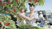 CAMPO. Trabajadores inmigrantes recogen fruta en una imagen de archivo.