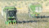 OFICIO. Varios agricultores recogen algodón en una plantación de la campiña jiennense.