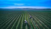 EN LÍNEA. Imagen de una plantación de olivos de alta densidad. 