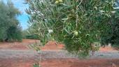 Aceituna de un olivar en El Condando, este mes de septiembre. / Diario JAÉN.