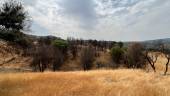 Situación actual de la zona de El Encinarejo, un año después del incendio. / Jason Moyano / Diario JAÉN. 