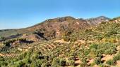 Imagen de archivo de explotaciones de olivar incluidas en la Denominación de Origen Sierra de Segura. / DO Sierra de Segura.