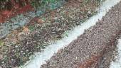 POR LOS SUELOS. Aceitunas derribadas por el temporal y granizo acumulado en el terreno. 