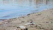 ARCHIVO. Miles de peces muertos a orillas del Mar Menor, en San Pedro del Pinatar.