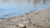 ARCHIVO. Miles de peces muertos a orillas del Mar Menor, en San Pedro del Pinatar.