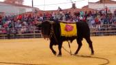 Toro “ensogao” en una imagen de archivo en Arroyo del Ojanco.