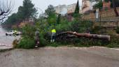 Pino caído en el Paseo de Santiago. / Ayuntamiento de Torreperogil.