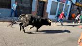 Uno de los momentos del encierro en Villacarrillo. / Álvaro Guzguti / Diario JAÉN. 