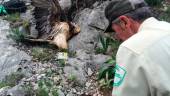 Un agente forestal inspecciona a uno de los dos quebrantahuesos envenenados.