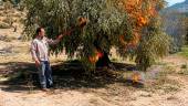 Un agricultor quema olivos afectados por las heladas del pasado invierno en la finca situada en el paraje de “Las Torrecillas”. / Archivo Histórico de Diario JAÉN.