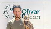 LLAMADA. Carlos Casas espera la llegada de una de sus aves rapaces, una lechuza blanca, en un campo de olivar. 