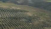 PAISAJE. La IGP puede amparar con su etiqueta aceites de todos los olivares de la provincia.