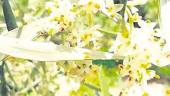 Floración del olivo que provoca el aumento de granos de polen.