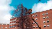 Un operario de Clece realiza trabajos preventivos de poda en el Hospital Universitario de Jaén.