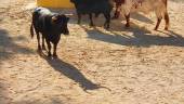 FESTEJOS. Dos jóvenes aguardan en la “piscina” del centro del ruedo a que los toros los dejen salir.