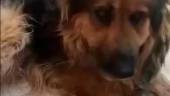 El perro abandonado, en el vídeo de la denuncia