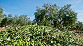COMARCA NORTE. Montón de aceituna verde en un olivar de una de las parcelas seleccionadas donde la empresa Oro Bailén recoge el fruto.