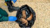Cachorros fallecidos encontrados por la Guardia Civil en un paraje de Almonte (Huelva). / Guardia Civil.