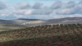 BELLEZA. Paisaje de olivos visto desde la carretera de Fuerte del Rey. 