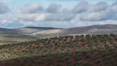 BELLEZA. Paisaje de olivos visto desde la carretera de Fuerte del Rey. 