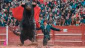  faena. En esta fotografía de Héctor López, uno de los integrantes de esta asociación, se observa al torero Juan del Álamo con el capote en la plaza de Ciudad Rodrigo, en Salamanca.