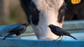 Una pareja de mirlos posa en el abrevadero de un ganado. Robin Loznak/ZUMA Press Wire/ DPA / Europa Press.