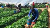 Trabajadores recolectan fresa en una plantación.