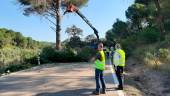 LIMPIEZA. Dos operarios observan el trabajo de un empleado que corta las ramas de un árbol en la carretera del Santuario.