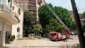 Bomberos de Jaén colabora con el personal de mantenimiento de parques y jardines del Ayuntamiento en las tareas de poda del Paseo de la Estación. / Pablo Espinosa Luna / Diario JAÉN. 
